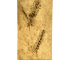 Ensorcell lit by the sun, Wing Series Intaglio