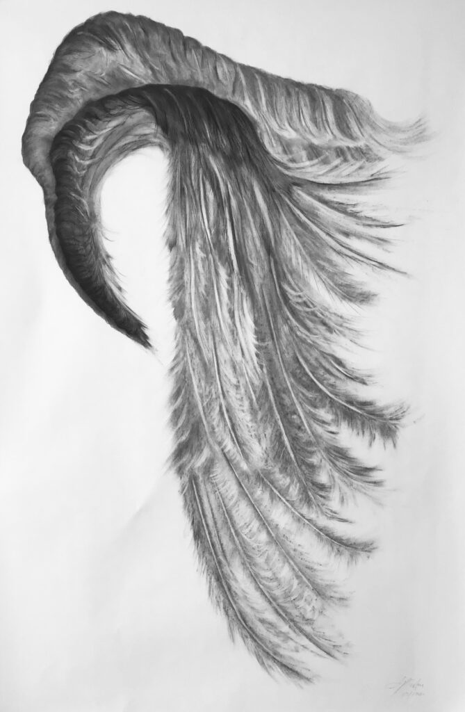 Higher Spiral Wing Drawing Jyl Bonaguro